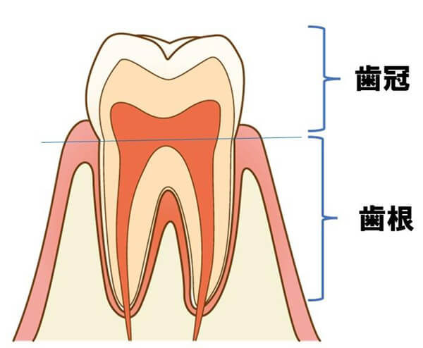 歯冠 歯根