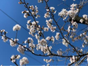 咲き始めた東京の桜