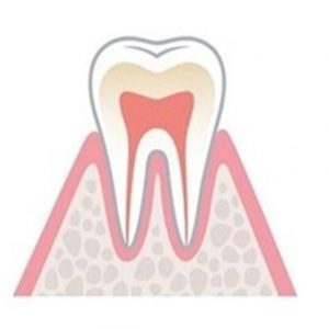 臨床的歯冠長と歯根長のバランスが良い状態の歯