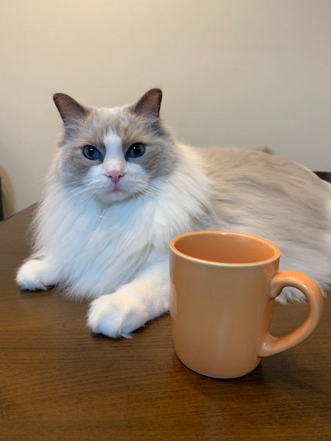 我が家の愛猫の手前にあるマグカップ